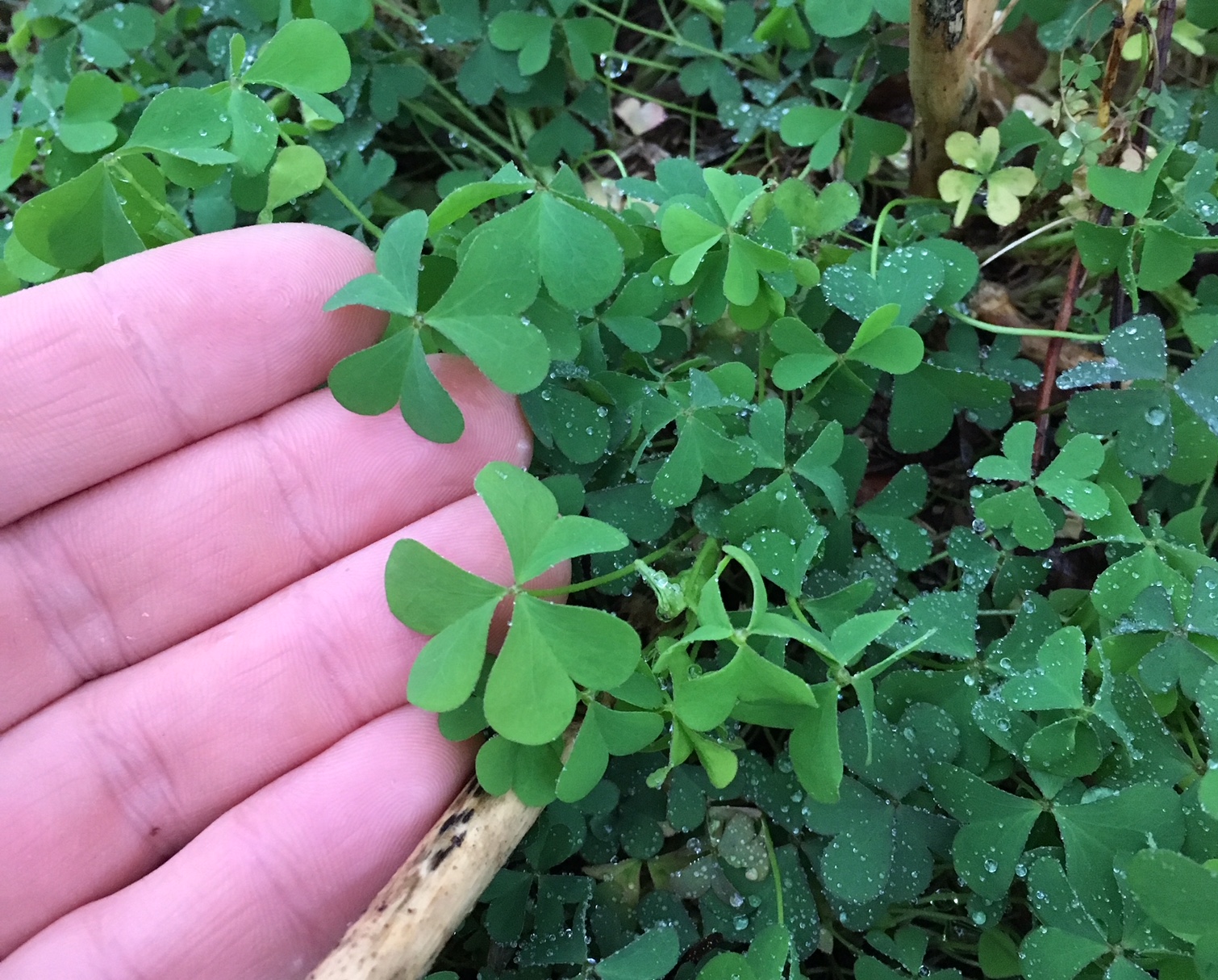 sorrel-a-veggie-that-tastes-like-lemons-but-has-more-vitamin-c